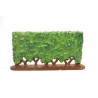 Hedge