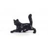 Zwarte kat